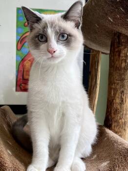 Enoki -  Snowshoe Cat for Adoption in Lawrenceville, Georgia - Enoki | PetCurious