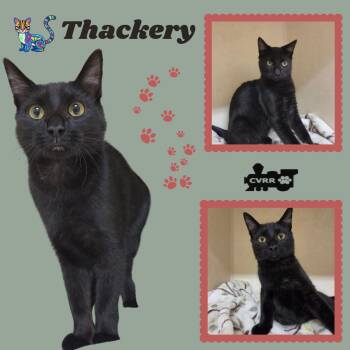 Thackery (Kitten) -  Domestic Short Hair Cat for Adoption in Lindsay, California - Thackery (Kitten) | PetCurious