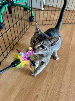 Rescue Domestic Short Hair and Tabby Cats for Adoption in Vallejo, California - Chloe | PetCurious