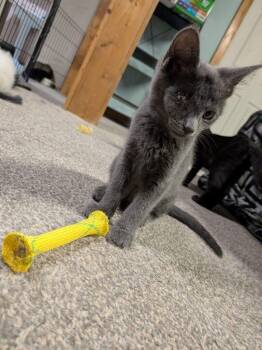 Rescue Domestic Short Hair Cats for Adoption - Popeyes | PetCurious