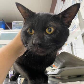 Bagheera -  Domestic Short Hair Cat for Adoption in Fall River, Massachusetts - Bagheera | PetCurious