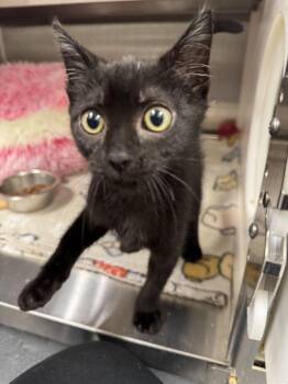 Jumper -  Domestic Short Hair Cat for Adoption in Hilton Head Island, South Carolina - Jumper | PetCurious