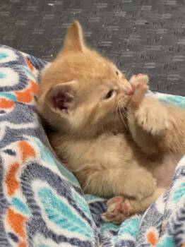 Sunny -  Domestic Short Hair Cat Available for Adoption in Lincoln, Nebraska - Sunny | PetCurious