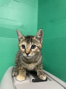 Rossalyn -  Domestic Short Hair Cat for Adoption in Houston, Texas - Rossalyn | PetCurious