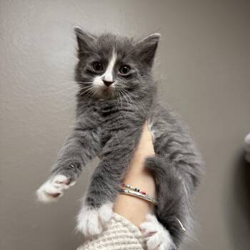 Nymeria Sand -  Domestic Medium Hair Cat for Adoption in Oconto, Wisconsin - Nymeria Sand | PetCurious