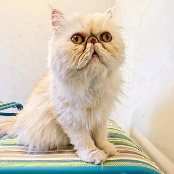 Bonbon -  Persian Cat for Adoption in Albany, New York - Bonbon | PetCurious
