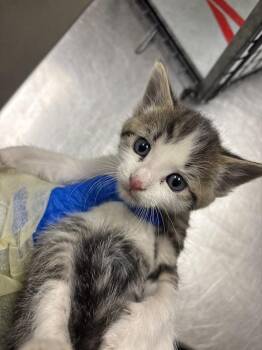 Domestic Medium Hair Cats Available for Adoption in Las Vegas, Nevada - YOUNG SHELDON | PetCurious