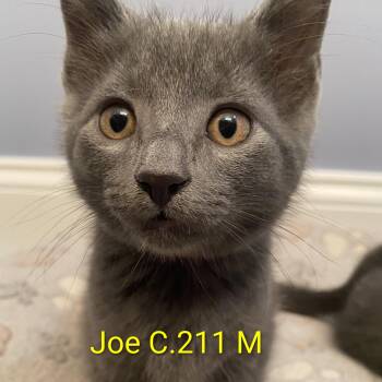 Foster Joe -  Domestic Short Hair Cat for Adoption in Batavia, New York - Foster Joe | PetCurious