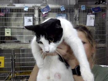 A186793 -  Domestic Short Hair Cat for Adoption in Pasadena, Texas - A186793 | PetCurious