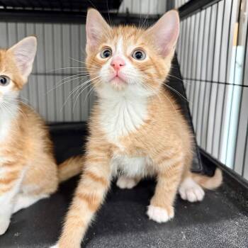 Tofu -  Domestic Short Hair Cat for Adoption in Bradenton, Florida - Tofu | PetCurious
