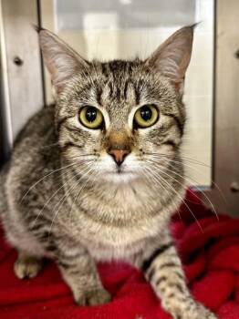 Domestic Short Hair Cats Available for Adoption - Theresa | PetCurious