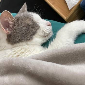 Domestic Short Hair Cats Available for Adoption in New York, New York - Little Boy | PetCurious