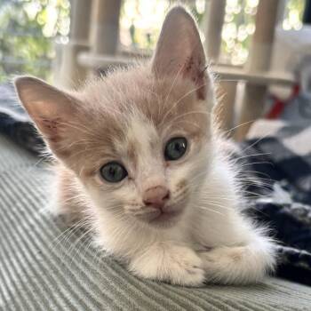 Ora -  Domestic Short Hair Cat for Adoption in Long Beach, California - Ora | PetCurious
