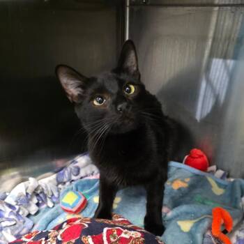 Domestic Short Hair Cats Available for Adoption - Curly Bill | PetCurious