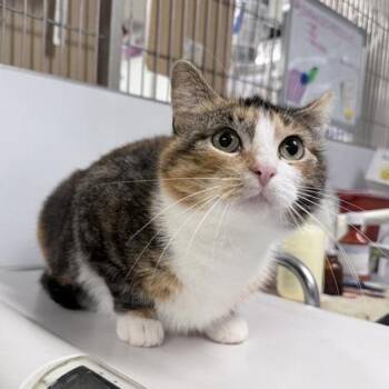 Domestic Short Hair Cats Available for Adoption in New York, New York - Ellie | PetCurious