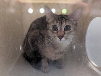 Domestic Short Hair Cats Available for Adoption in Kent, Washington - INDIE | PetCurious