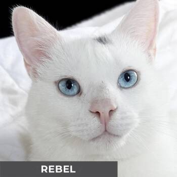Domestic Short Hair Cats Available for Adoption - Rebel | PetCurious