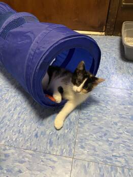 Guinevere -  Calico Cat for Adoption in Berkeley Heights, New Jersey - Guinevere | PetCurious