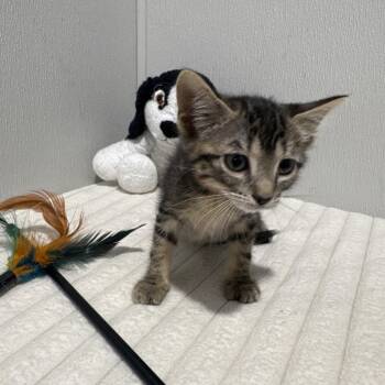 Mallory -  Domestic Short Hair Cat for Adoption in Tampa, Florida - Mallory | PetCurious