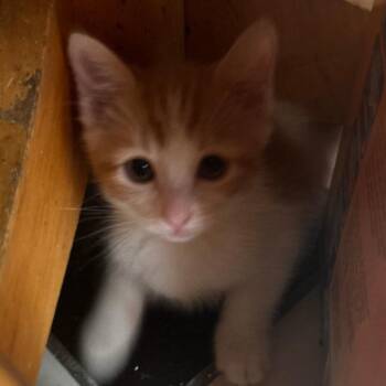 Cilantro -  Domestic Short Hair Cat for Adoption in Brea, California - Cilantro | PetCurious