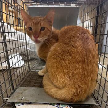 Feral Fanta -  Domestic Short Hair Cat for Adoption in Corinth, Mississippi - Feral Fanta | PetCurious