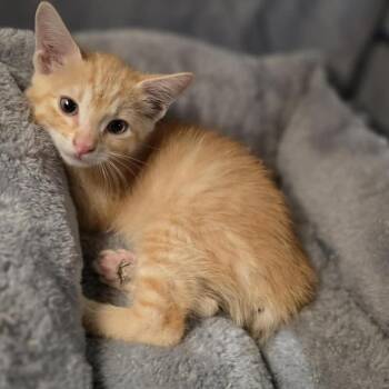 Ranger 22 -  Domestic Short Hair Cat for Adoption in Kansas City, Missouri - Ranger 22 | PetCurious