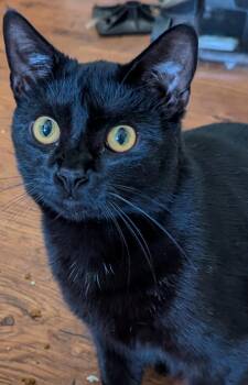 Chirpy-Very friendly cat -  Domestic Short Hair and Bombay Cat for Adoption in Boston, Massachusetts - Chirpy-Very Friendly Cat | PetCurious