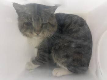 Domestic Short Hair Cats Available for Adoption in Santa Fe, New Mexico - A175010 | PetCurious