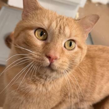 Mud -  Domestic Short Hair Cat for Adoption in Fort Worth, Texas - Mud | PetCurious
