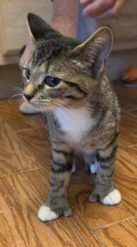 Sally -  Domestic Short Hair Cat for Adoption in Evergreen, Colorado - Sally | PetCurious