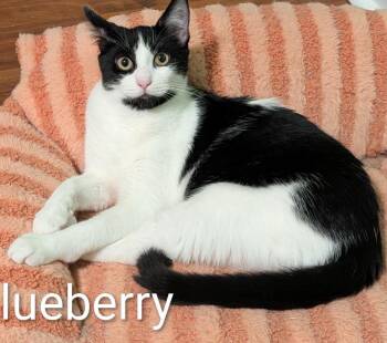 Blueberry -  Domestic Short Hair Cat for Adoption in Spring Brook, New York - Blueberry | PetCurious