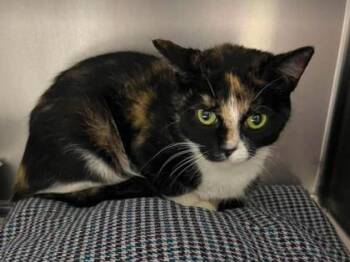 Velveeta -  Domestic Short Hair Cat for Adoption in Sullivan, Indiana - Velveeta | PetCurious