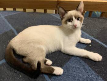 Celine -  Siamese Cat for Adoption in Burnaby, British Columbia - Celine | PetCurious