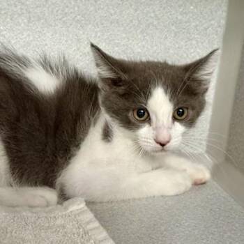 -Tuffy -  Domestic Medium Hair Cat for Adoption in Red Bluff, California - -Tuffy | PetCurious