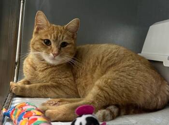 Emerald -  Domestic Short Hair Cat Available for Adoption in Mcpherson, Kansas - Emerald | PetCurious