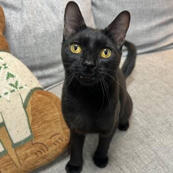 Pasta Salad -  Domestic Short Hair Cat for Adoption in Columbus, Ohio - Pasta Salad | PetCurious