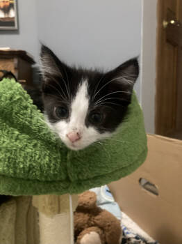 Rescue Domestic Short Hair Cats for Adoption in St. Cloud, Minnesota - Luna | PetCurious