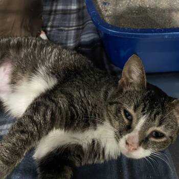 Bianca -  Domestic Short Hair Cat for Adoption in Fairmont, West Virginia - Bianca | PetCurious
