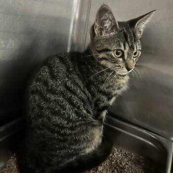 Pyro -  Domestic Short Hair Cat for Adoption in Spruce Pine, North Carolina - Pyro | PetCurious