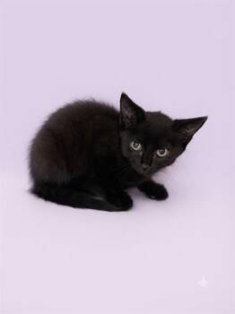 ROBIN -  Domestic Short Hair Cat for Adoption in Jacksonville, Florida - ROBIN | PetCurious