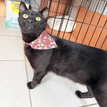 Bombay Cats Available for Adoption in Coral Gables, Florida - Loki | PetCurious