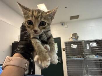 A1937459 -  Domestic Short Hair Cat for Adoption in Thousand Palms, California - A1937459 | PetCurious