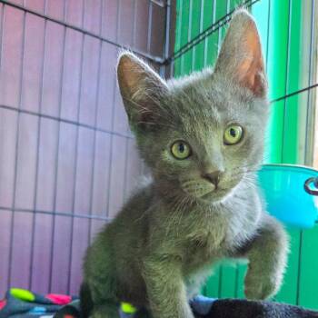 Groupchat -  Domestic Short Hair Cat for Adoption in San Diego, California - Groupchat | PetCurious