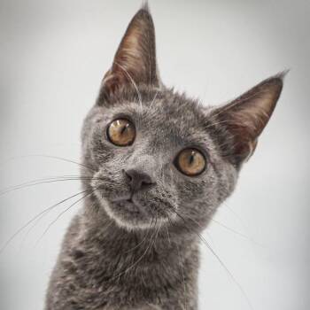 Pluto -  Domestic Short Hair Cat for Adoption in Blairsville, Georgia - Pluto | PetCurious