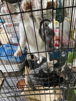Jameson -  Domestic Short Hair Cat for Adoption in Chatham, Virginia - Jameson | PetCurious