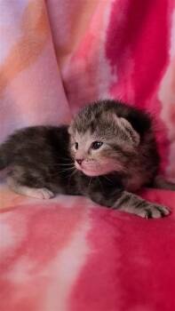 Domestic Short Hair Cats Available for Adoption - Olive | PetCurious