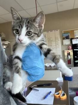 Domestic Short Hair Cats Available for Adoption in Westland, Michigan - Daenerys | PetCurious