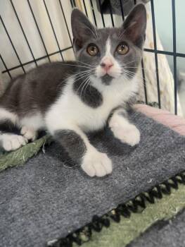 Jack & Dakota BONDED LOCATED IN NE NOW -  Domestic Short Hair and Russian Blue Cat for Adoption in Boca Raton, Florida - Jack & Dakota BONDED LOCATED IN NE NOW | PetCurious