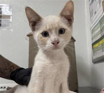 A883881 -  Domestic Short Hair Cat for Adoption in Camarillo, California - A883881 | PetCurious