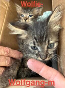 Wolfgang 26 -  Maine Coon Cat for Adoption in Brookhaven, Mississippi - Wolfgang 26 | PetCurious